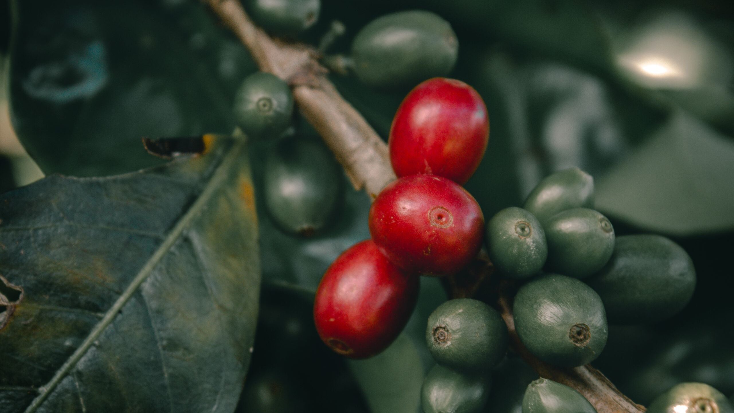 Aromas con sabor a Colombia: Perfumes con notas de café, orquídea y frutas tropicales que resaltan lo nuestro
