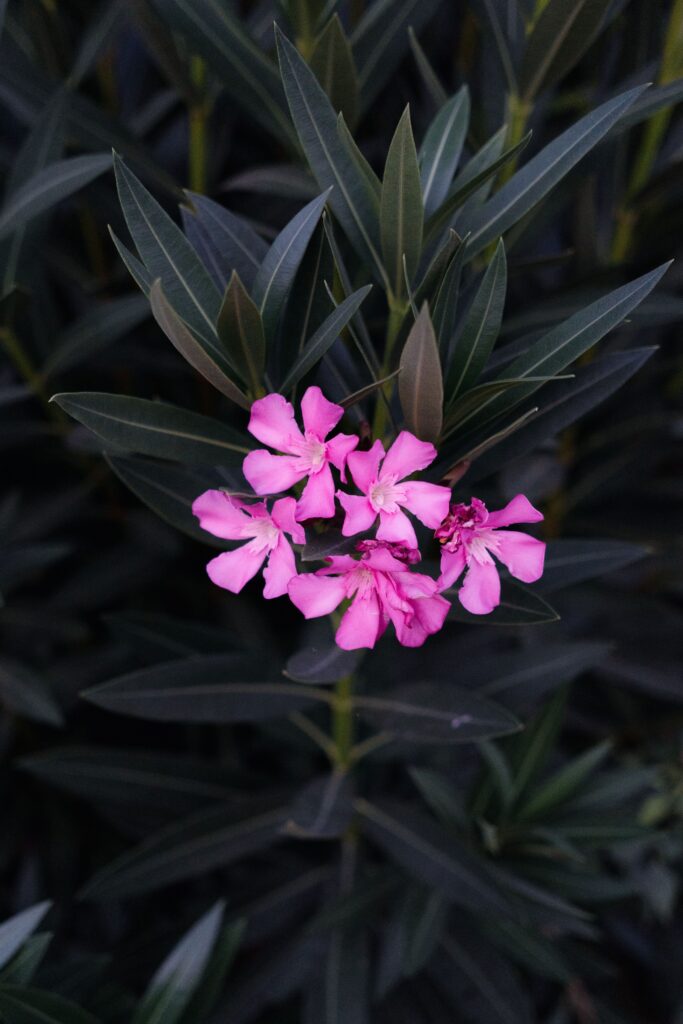 Flores