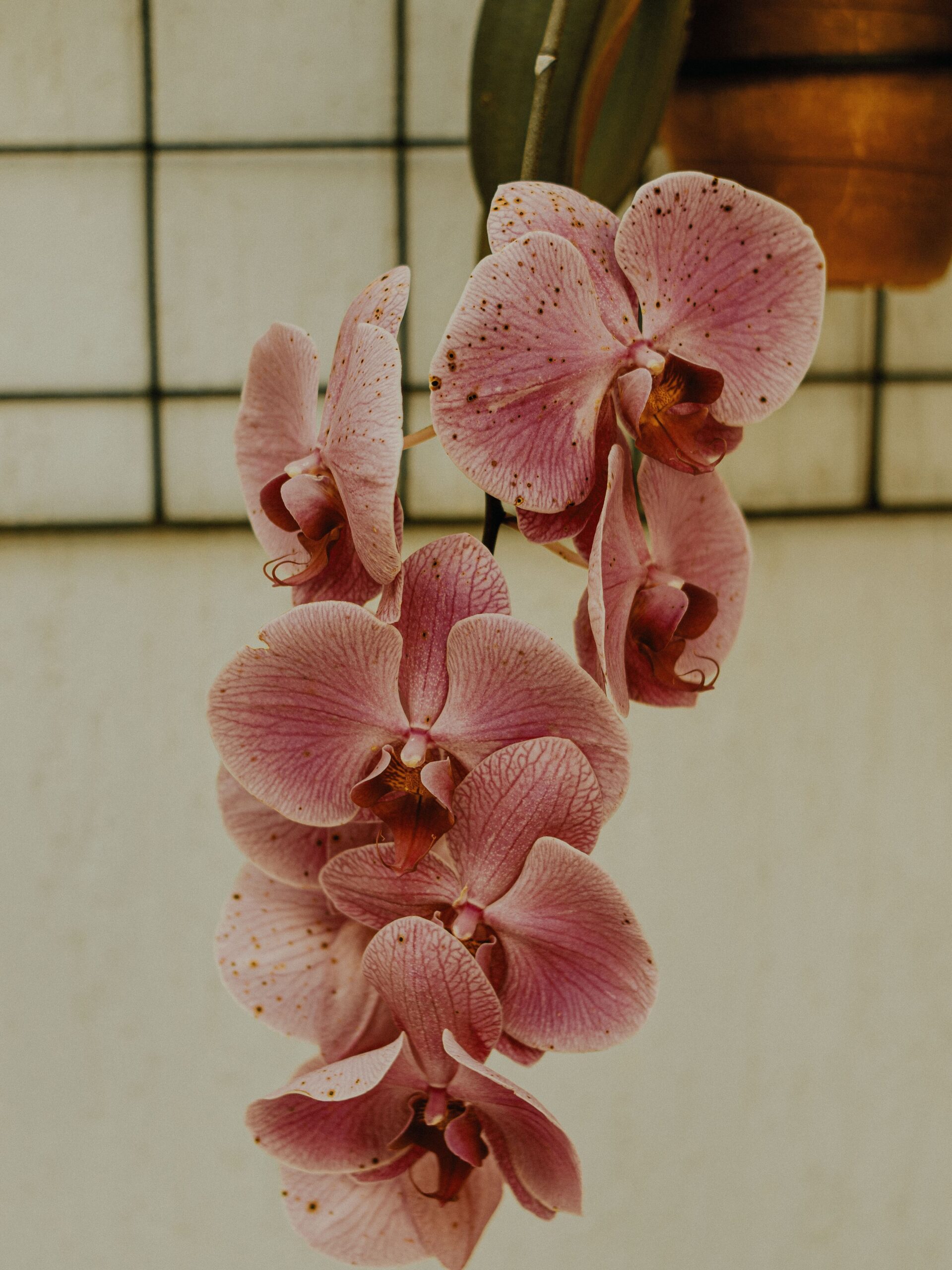 Orquídea